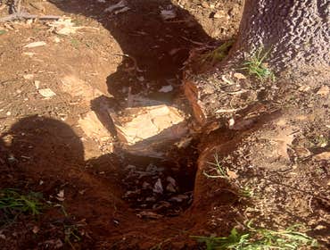 Stump Removal