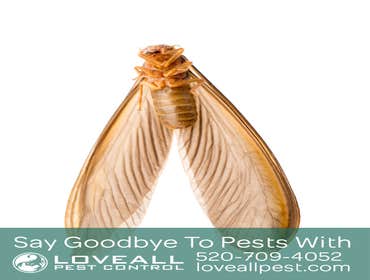 Pest Control Service