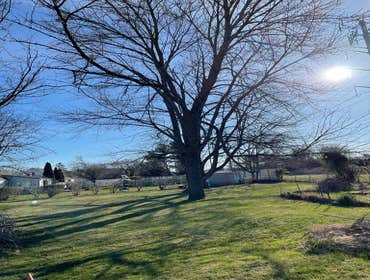Removal of some trees from the back property.