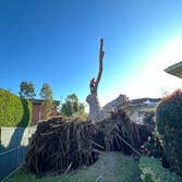 Photos by Majestic Tree Care Inc #4