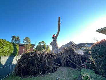 Photos by Majestic Tree Care Inc #4