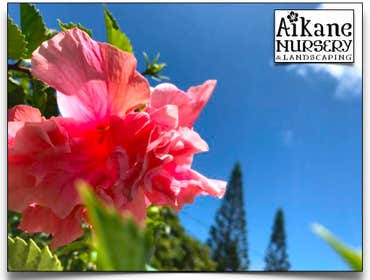 Aikane Landscaping & More