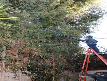Photos by California Green Tree Care #1