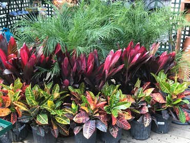 Photos by Decker's Nursery #1