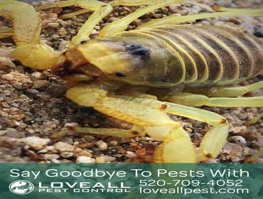 Termite-Pest Control Termite-Pest Control Service
