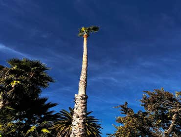 Photos by Jose Marin Tree Service #12