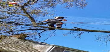 Elite Tree Care