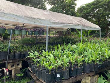 Ornamental Plant Nursery Containerized Groundcovers