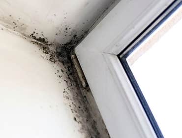 Photos by Little London Mold Inspections #1