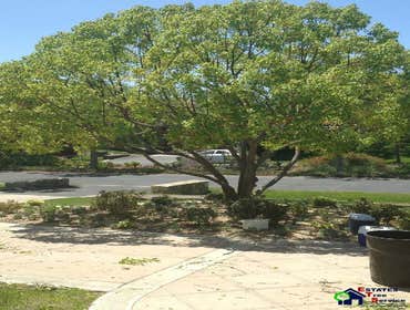 Photos by Estates Tree Service #1