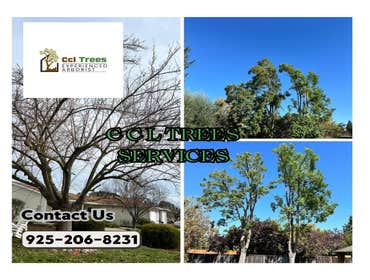 Photos by Ccl Trees Services #1