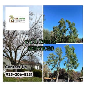 Photos by Ccl Trees Services #1
