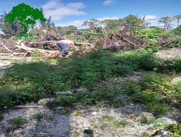 Photos by Acosta Tree Service Inc #6