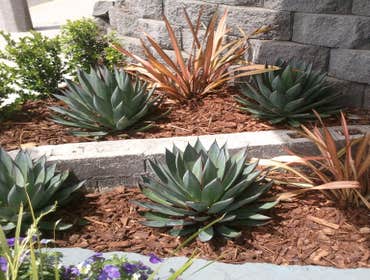 Playa Landscaping Inc Project
