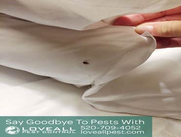Termite-Pest Control Termite-Pest Control Service