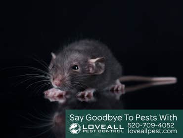 Termite-Pest Control Termite-Pest Control Service