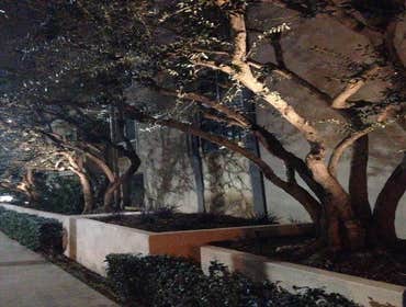 mature trees/accent lighting