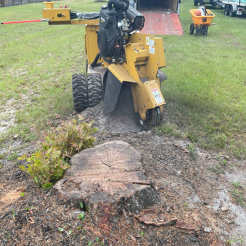 Next Level Tree Care