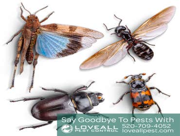 Termite-Pest Control Termite-Pest Control Service