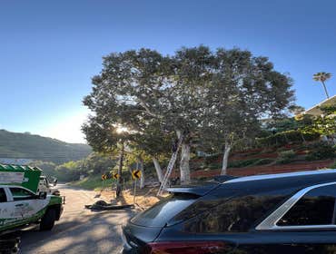 Photos by California Green Tree Care #1