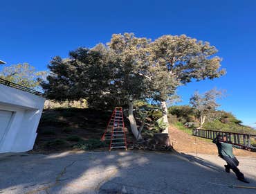 Photos by California Green Tree Care #1