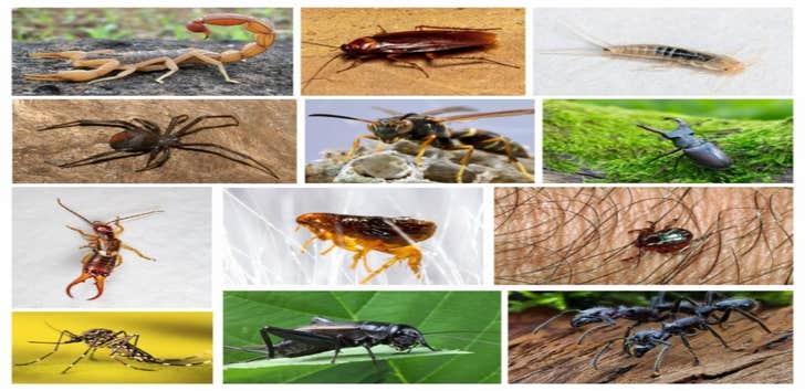 Trapping Usa Commercial Pest Control