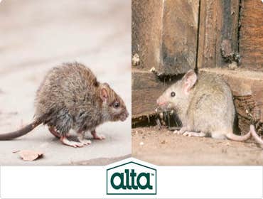 Photos by Alta Pest Control #1