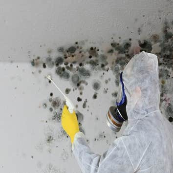 Mold Busters Inspection Remediation