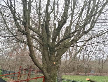 Photos by Del Tree Services #1