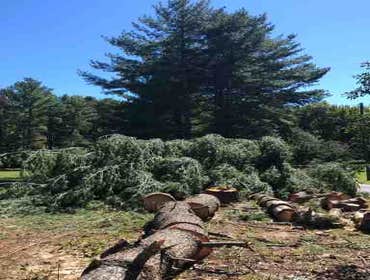 Photos by Carlos Tree Service #5