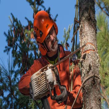 Above All Trees LLC