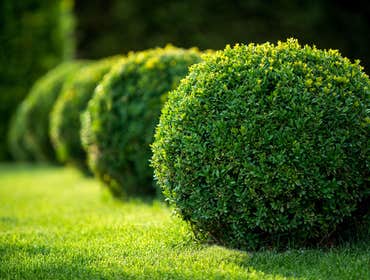 Photos from Greenscapes Lawns Services and Landscape Designs