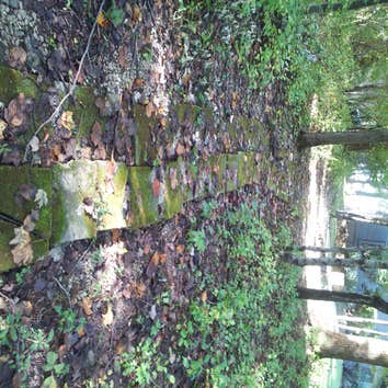 Old path through woods