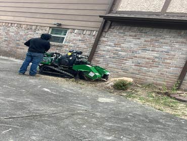 Photos by Contreras Tree Services #20