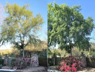 Photos by Tree Theory #1 Deep Root Feeding, and Soil enhancement program
Before and after pics