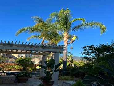 Photos by Jose Marin Tree Service #7