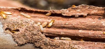 Photos by Forest Land Termite Removal Experts #1