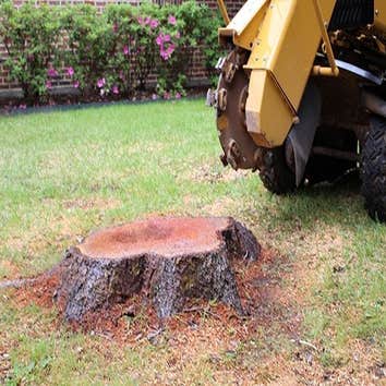 Warren Tree Service