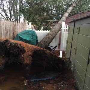 tree service projects