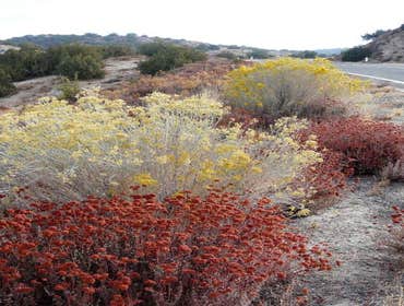 Photos from Xeriphytic Landscape Design Solutions Inc