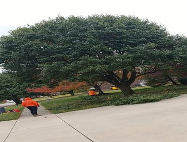 Photos by A&m Tree Services LLC #1