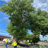 Photos by United Tree Service #3