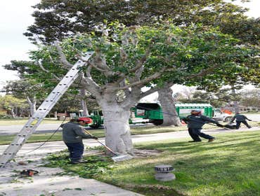 Photos by California Green Tree Care #1