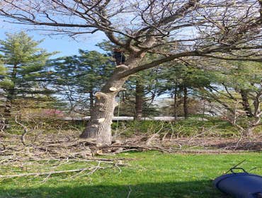 Photos by Alvarez Tree Expert- Tree Service- Tree Removal- (630) 201-8389 #1