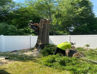 Photos by Carlos Tree Service LLC #21