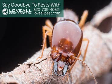 Termite-Pest Control Service