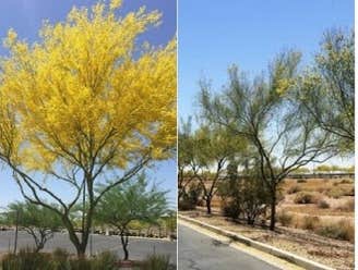 Photos by Tree Theory #1 Deep Root Feeding, and Soil enhancement program
Before and after pics