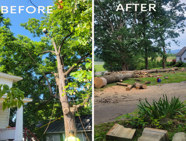 Photos by Hernandez Tree Services #26