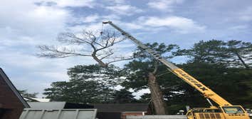 Photo(s) from Bonilla Tree Service Inc