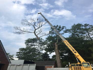 Photo(s) from Bonilla Tree Service Inc